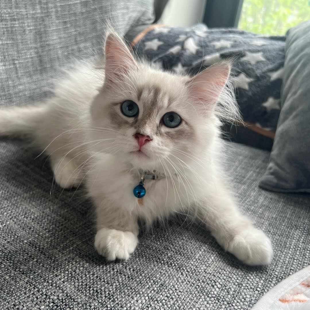 Elvis