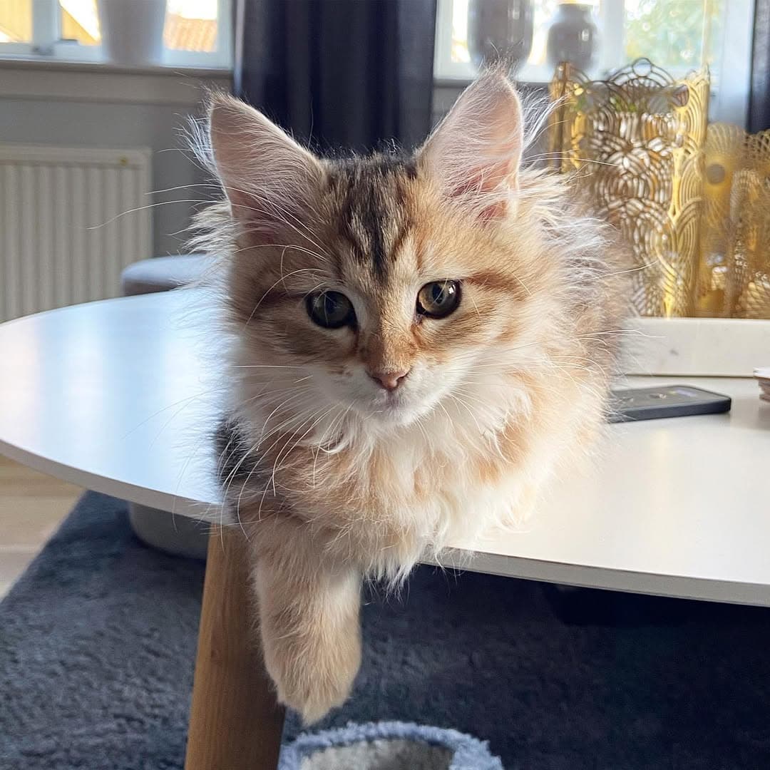 Yara